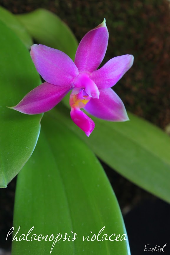 Phalaenopsis violacea IMG_7145