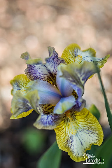 Iris pumila Conundrum Iris-Conundrum-140602-9rm