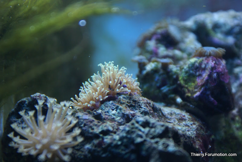 Briareum sp (Starburst Polyps) DSC04868