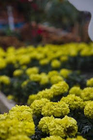 Picasa