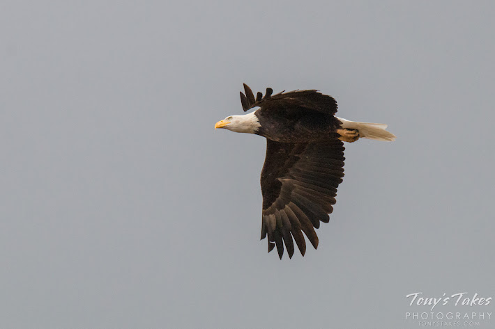 Bald Eagle takes flight sequence. 7 of 7.