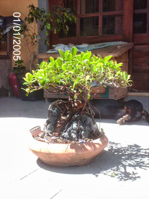 Ficus Microcarpa do Roberto Teixeira... PICT2382