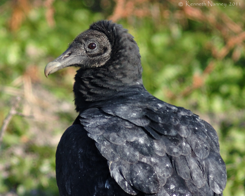 North-Central Texas Birds - Black Vulture