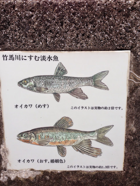 竹馬川に棲む淡水魚-4