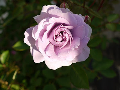 Form hoa hồng tím Rainy Blue rose