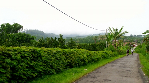 Di daerah sekitar Bedengan, terdapat kebun jeruk yang dikelola oleh warga sekitar. Pada saat kami kesana, kebetulan sedang musim panen.