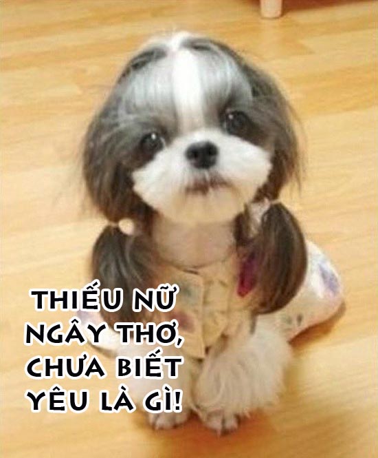Ảnh vui về những chú Chó bá đạo, hài hước nhất Ảnh nàng chó ngây thơ chưa biết yêu là gì