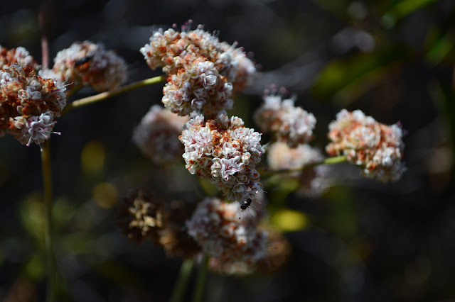 a bit of the flowers that look so often dried already