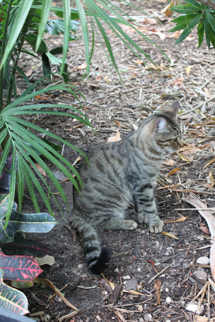 hemingway cats