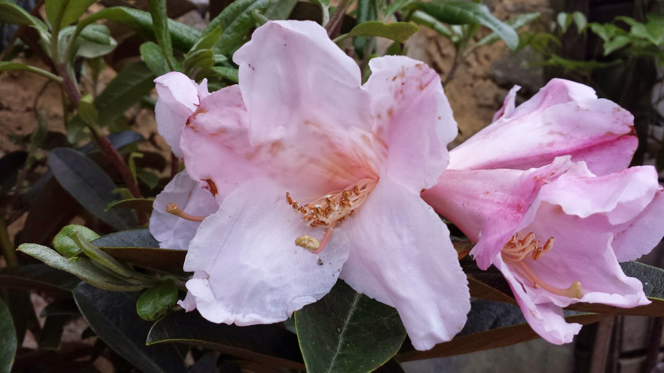 Rhododendron - espèces, variétés, floraisons - Page 5 20150508_200553