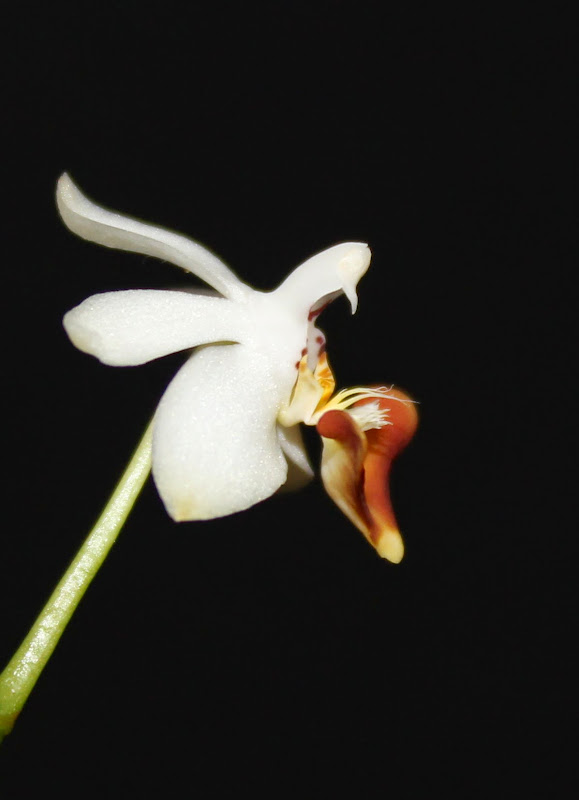 Phalaenopsis Sacha (parishii x malipoensis) IMG_0655