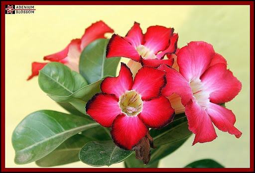 Adenium Blossom Nursery, Baruipur Station Rd, Natunpara, Baruipur, West Bengal 700144, India, Plant_Nursery, state WB