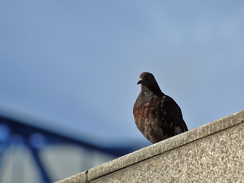 Pigeons de Bercy G1360515