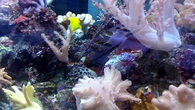 aquarium
