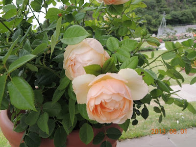 Nếu ở những nơi có diện tích trồng hẹp, có thể trồng Wollerton Old Hall Rose trong các chậu và cắt tỉa thấp xuống để hạn chế cây phát triển chiều cao của các nhánh hồng.