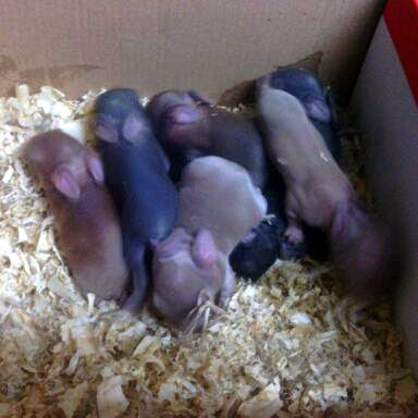 Jack x CupCake Mini Rex Jack x CupCake Mini Rex