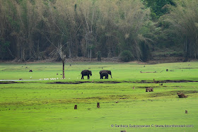 A small elephant family enjoy the lush green grass of Kabini