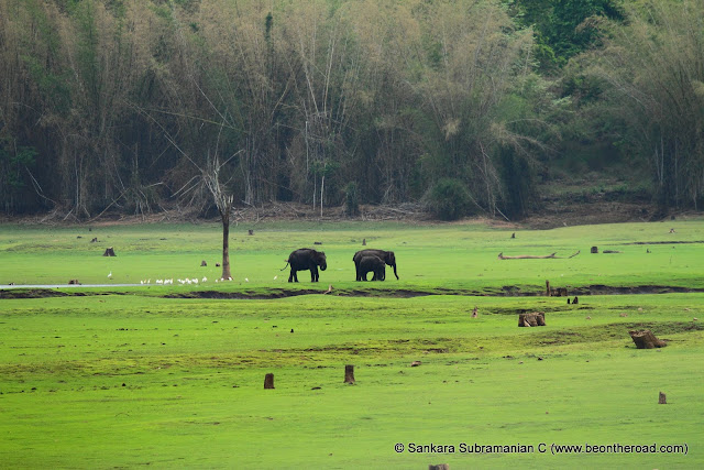 A small elephant family enjoy the lush green grass of Kabini