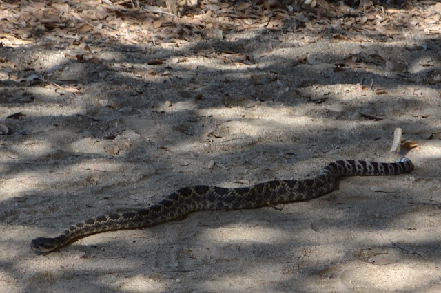 large rattlesnake