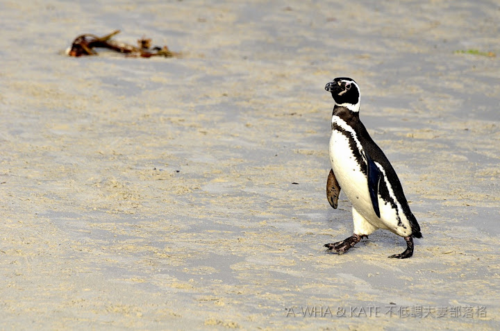【南極遊輪探索旅遊】麥哲倫企鵝 Magellanic Penguin@福克蘭群島