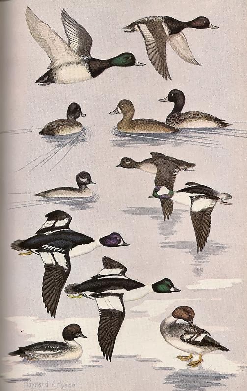 Waterfowl - Avian Review