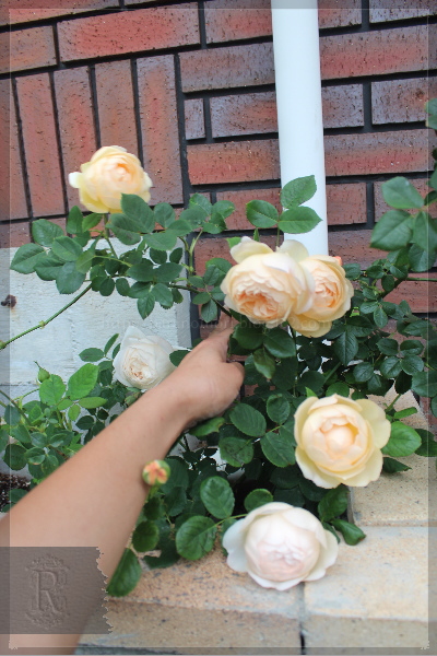 Những cánh hoa hồng leo Wollerton Old Hall Rose màu vàng hột gà cuộn vào tâm dạng hình trứng rất dễ thương.