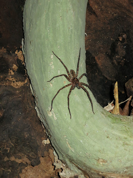 Australia de costa a costa - Blogs de Australia - Cairns, Cape Tribulation, Atherton Tablelands-9 al 14 de Agosto de 2012 (6)