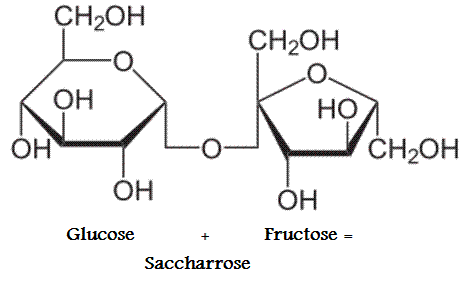 Saccharose