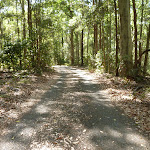 Sealed trail through forest in the Blackbutt Reserve (400255)