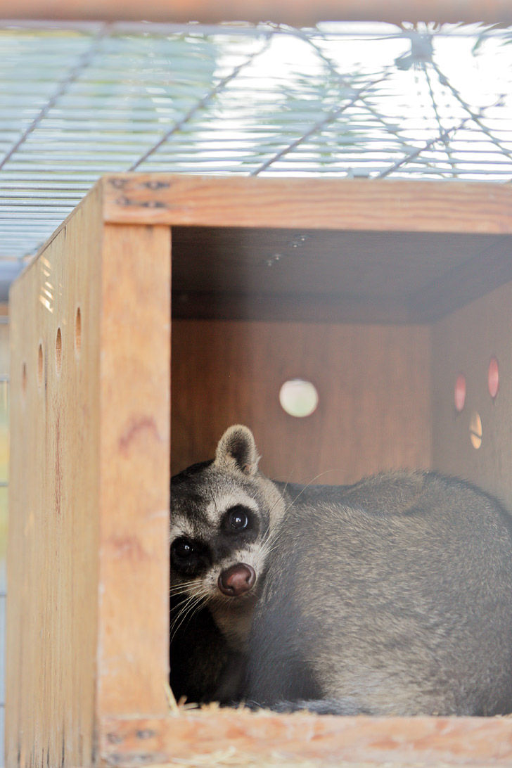 Raccoon in Zoo near Las Vegas.