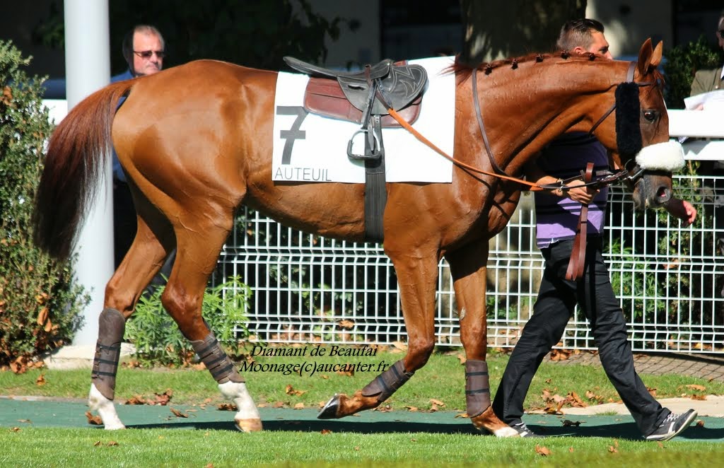 Photos Auteuil le 27-09-2014 IMG_4298