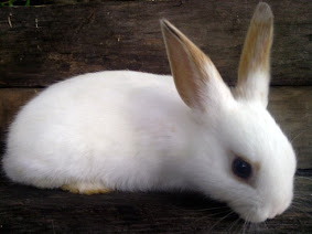 Jean Charlie Rabbit Jean Charlie Rabbit