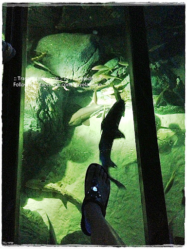 SEA aquarium overwater walk