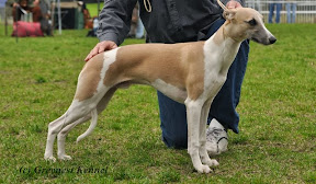 whippet_7_20.JPG