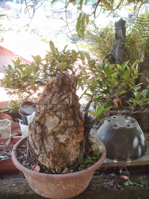 Ficus Microcarpa Começando... PICT2500