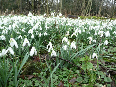 A splendid display of snowdrops can be seen in the early months of the year in the woods adjacent to the Friary ruins