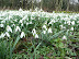 A splendid display of snowdrops can be seen in the early months of the year in the woods adjacent to the Friary ruins