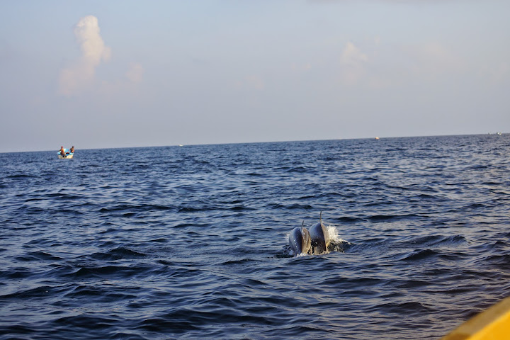 Шри-Ланка: на машине 1 100 км,  фото без комментариев, март-апрель 2013г.