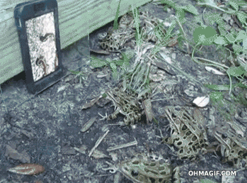dumb-frogs-attacking-worms-on-video.gif
