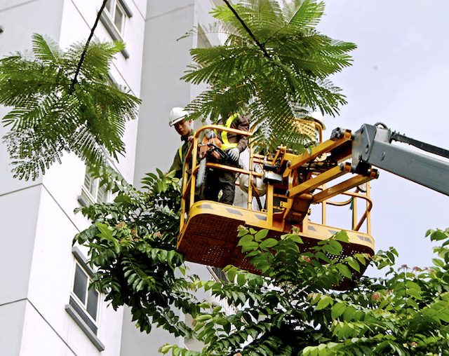 Đơn vị cung cấp dịch vụ cắt tỉa cây xanh cần thực hiện theo đúng quy trình