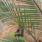 Fern at the base of gum (234329)