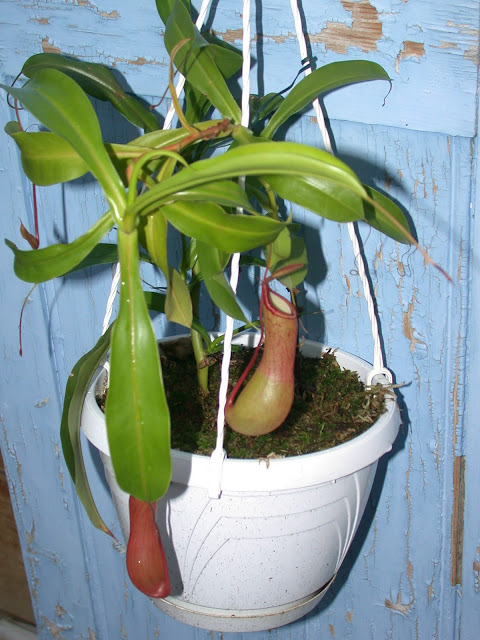 Nepenthes.... Nepenthes%2525201