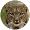 Lince VideoLince
