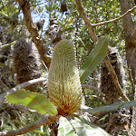 Old Man Banksia (Banksia serrata) (20186)