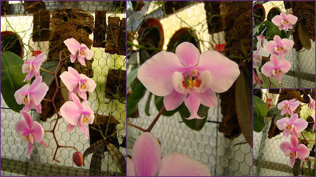 Phalaenopsis schilleriana n°2 2014-03-02