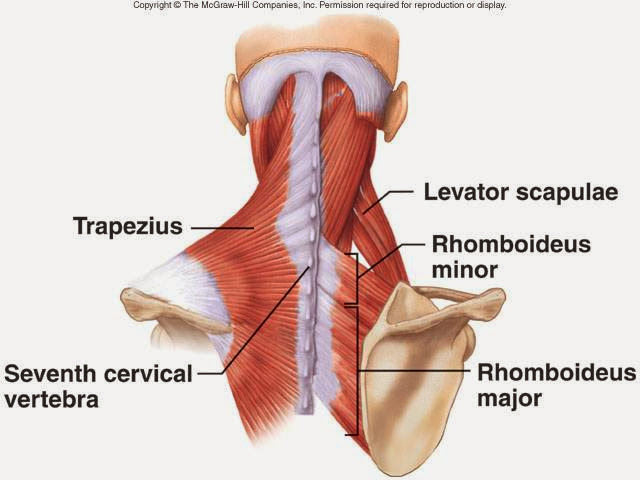 大菱形肌 Rhomboid Major Muscle 小小整理網站smallcollation