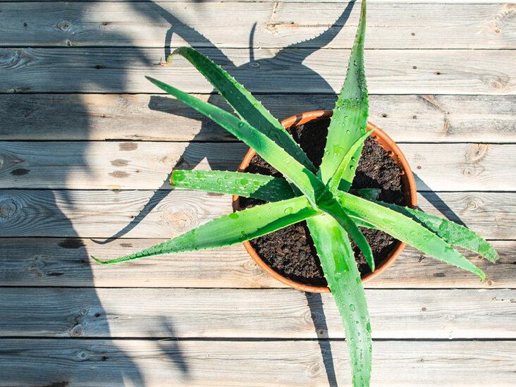 How to cut Aloe Vera Plant without killing it? (Extracting Gel + Replanting)