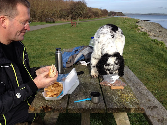 Charlie Brown American, cocker spaniel,  having a picnic