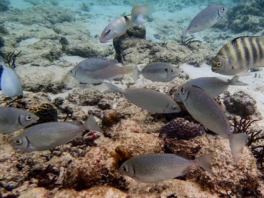 Scarus canaliculatus (White-spotted Rabbitfis), Miniloc Island Resort reef, Palawan, Philippines.
