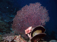 Corals in Bituon, Guindulman Bohol